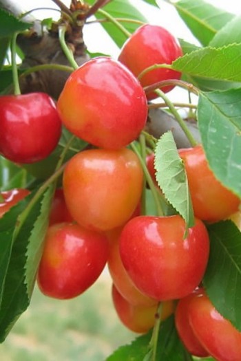 Черешня колоновидна ‘Мертон Глорі’|Prunus avium ‘Merton Glory’|Черешня колоновидная ‘Мертон Глори’